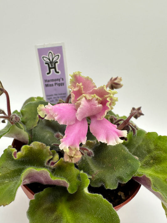 Harmony's Miss Piggy - Live African Violet 4"