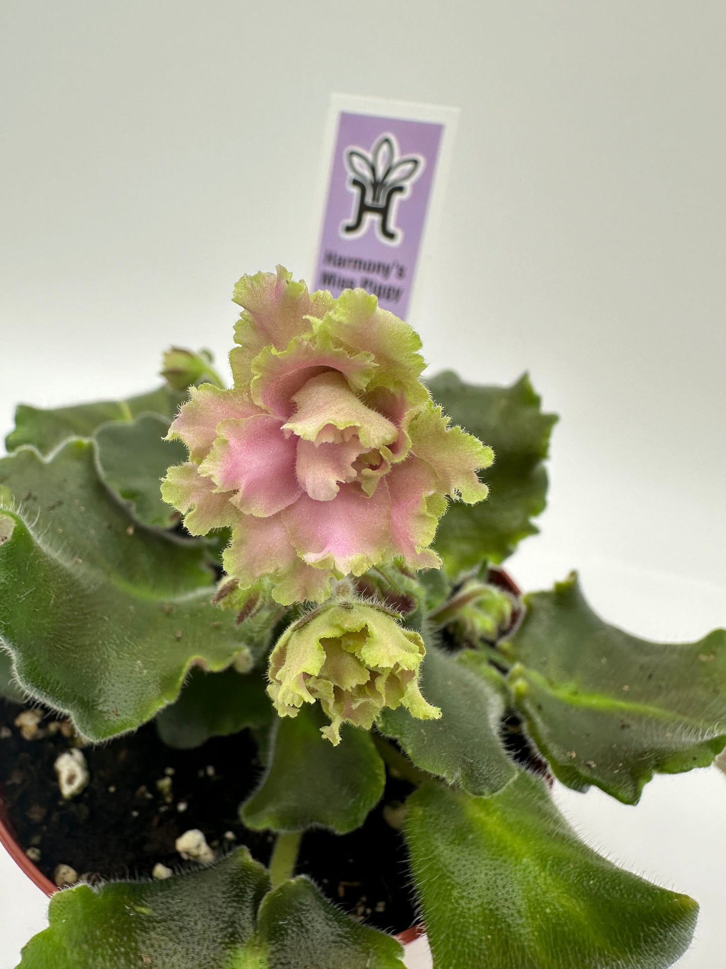 Harmony's Miss Piggy - Live African Violet 4"