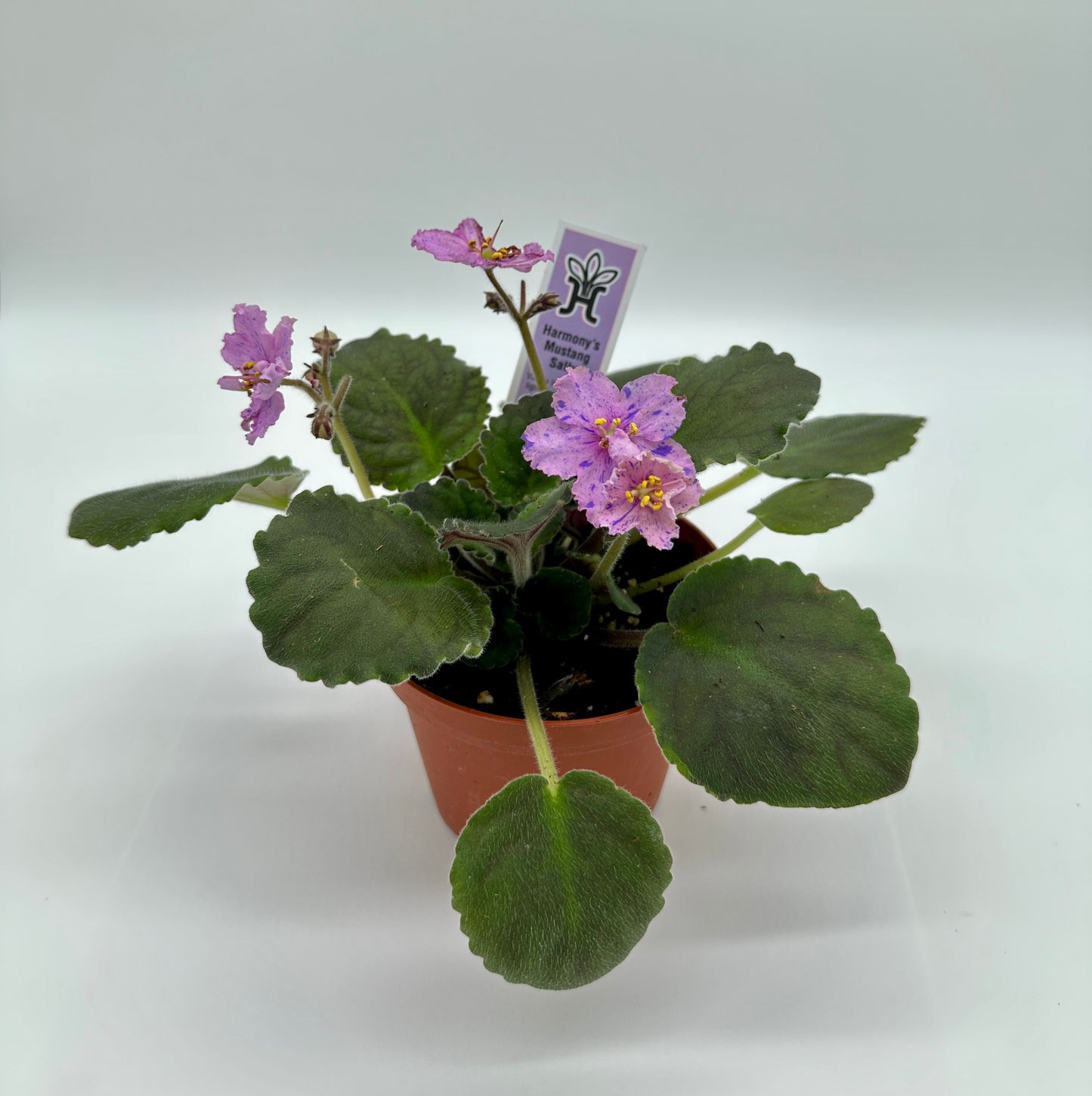 Harmony's Mustang Sally - Live African Violet 4"