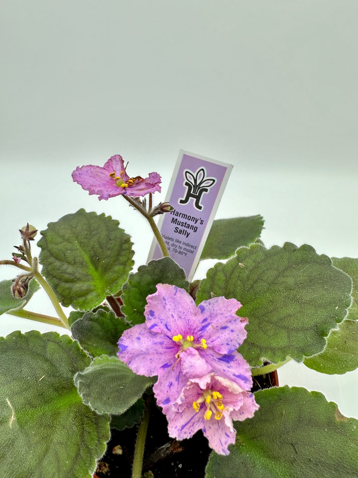 Harmony's Mustang Sally - Live African Violet 4"