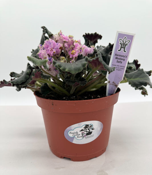 Harmony's Mustang Sally - Live African Violet 6"