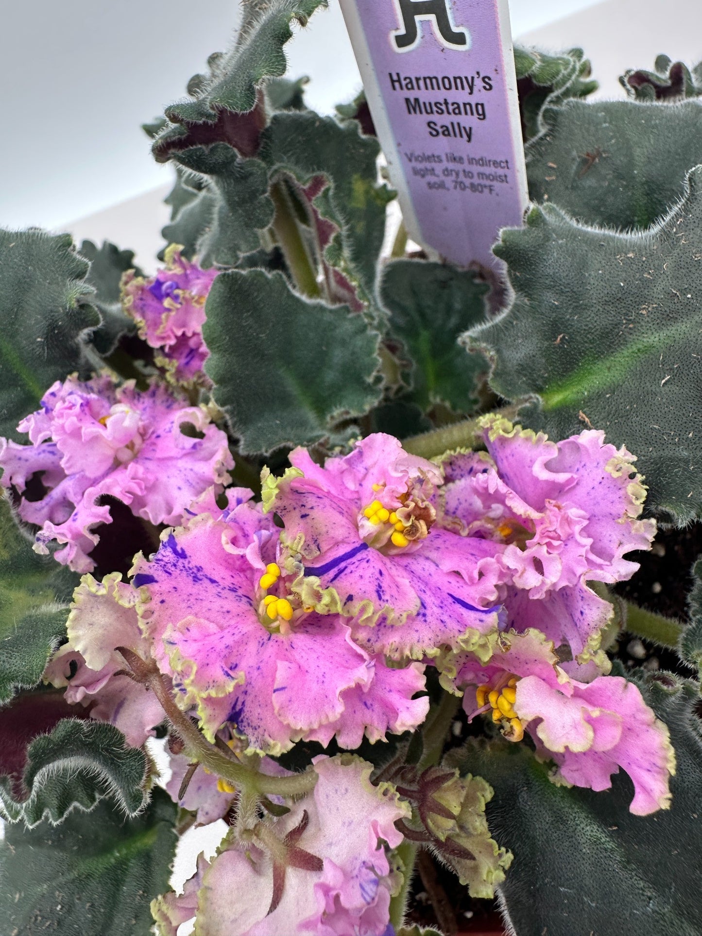 Harmony's Mustang Sally - Live African Violet 6"