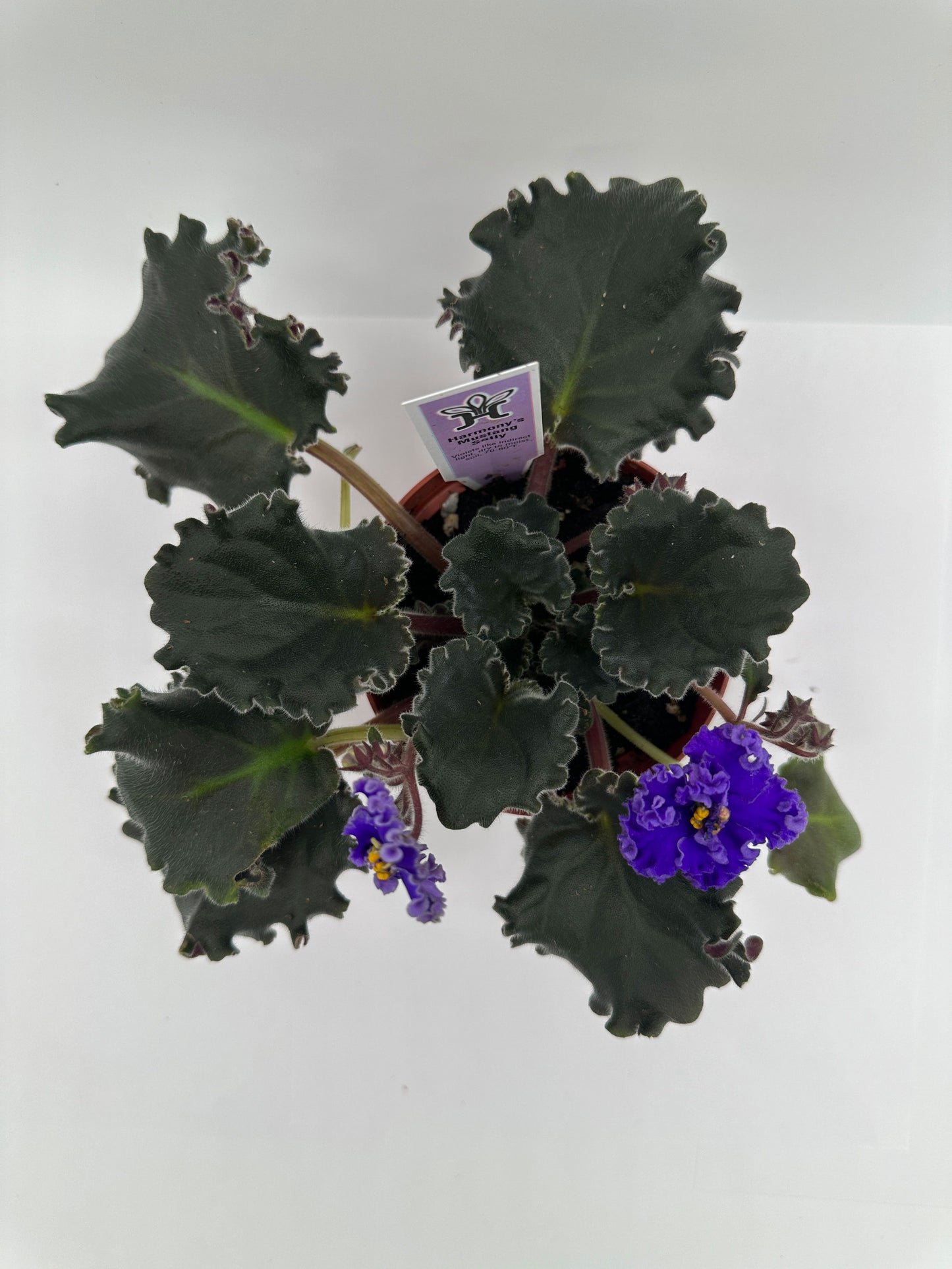 Harmony's Mustang Sally - Purple Hybrid - Live African Violet 4"