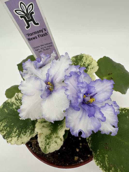Harmony's News Flash - Live African Violet 4"