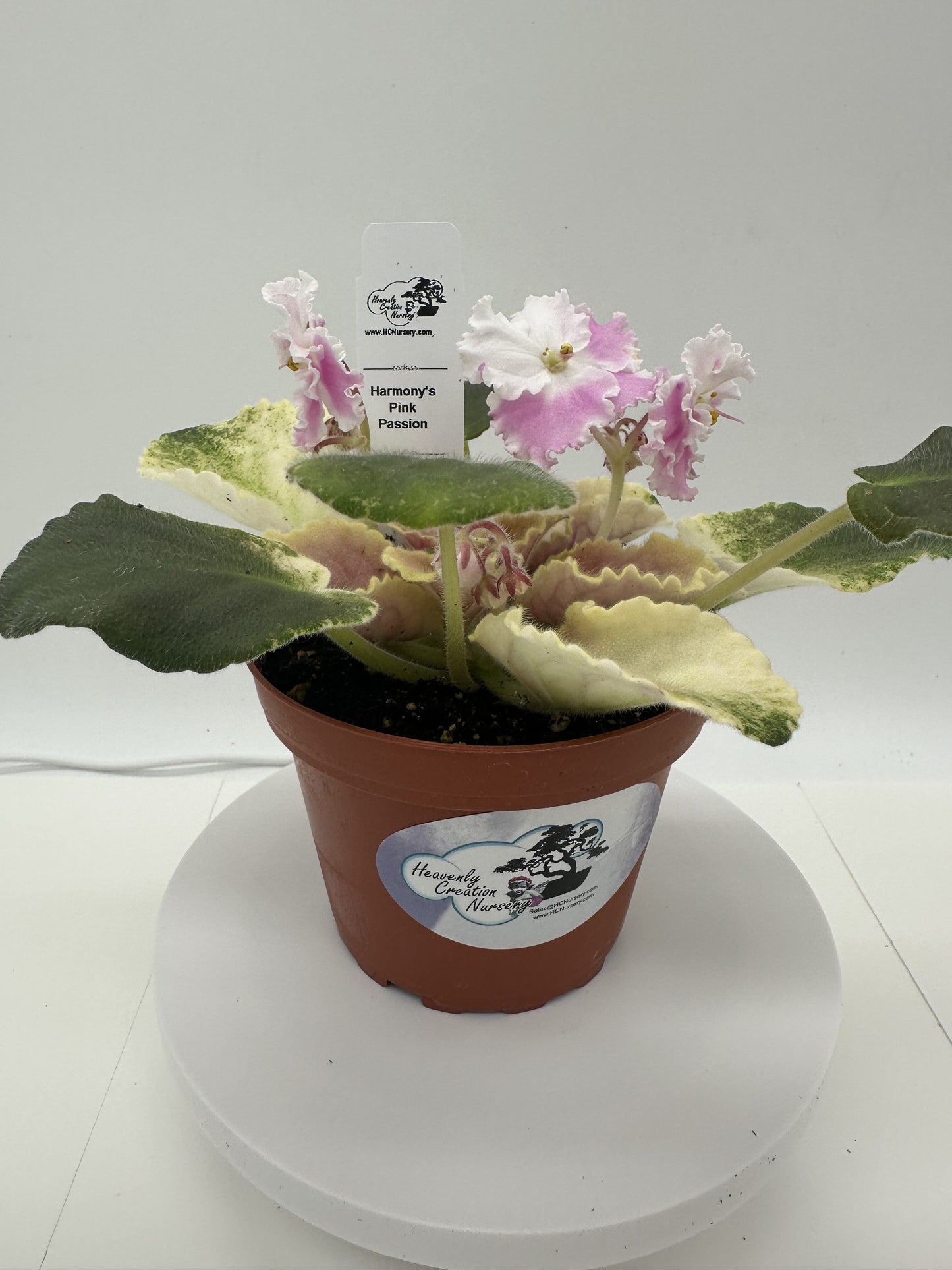 Harmony's Pink Passion - Live African Violet 4"
