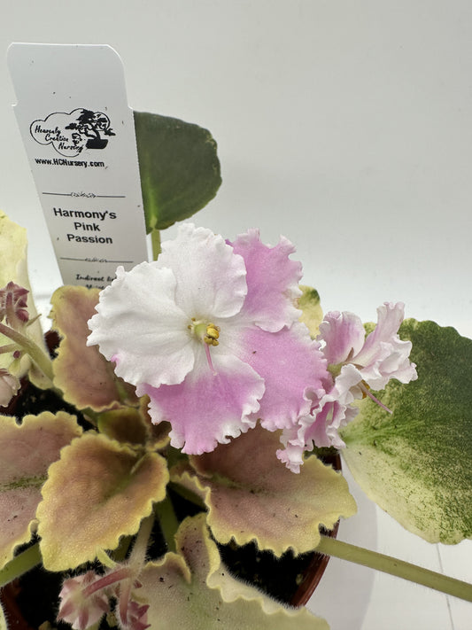 Harmony's Pink Passion - Live African Violet 4"