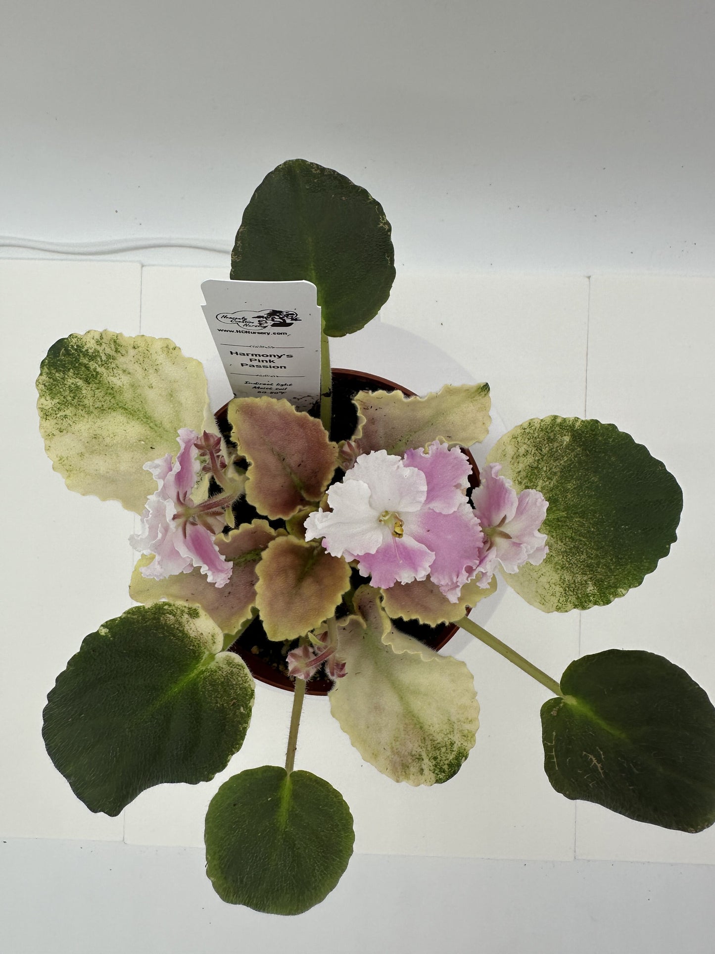 Harmony's Pink Passion - Live African Violet 4"