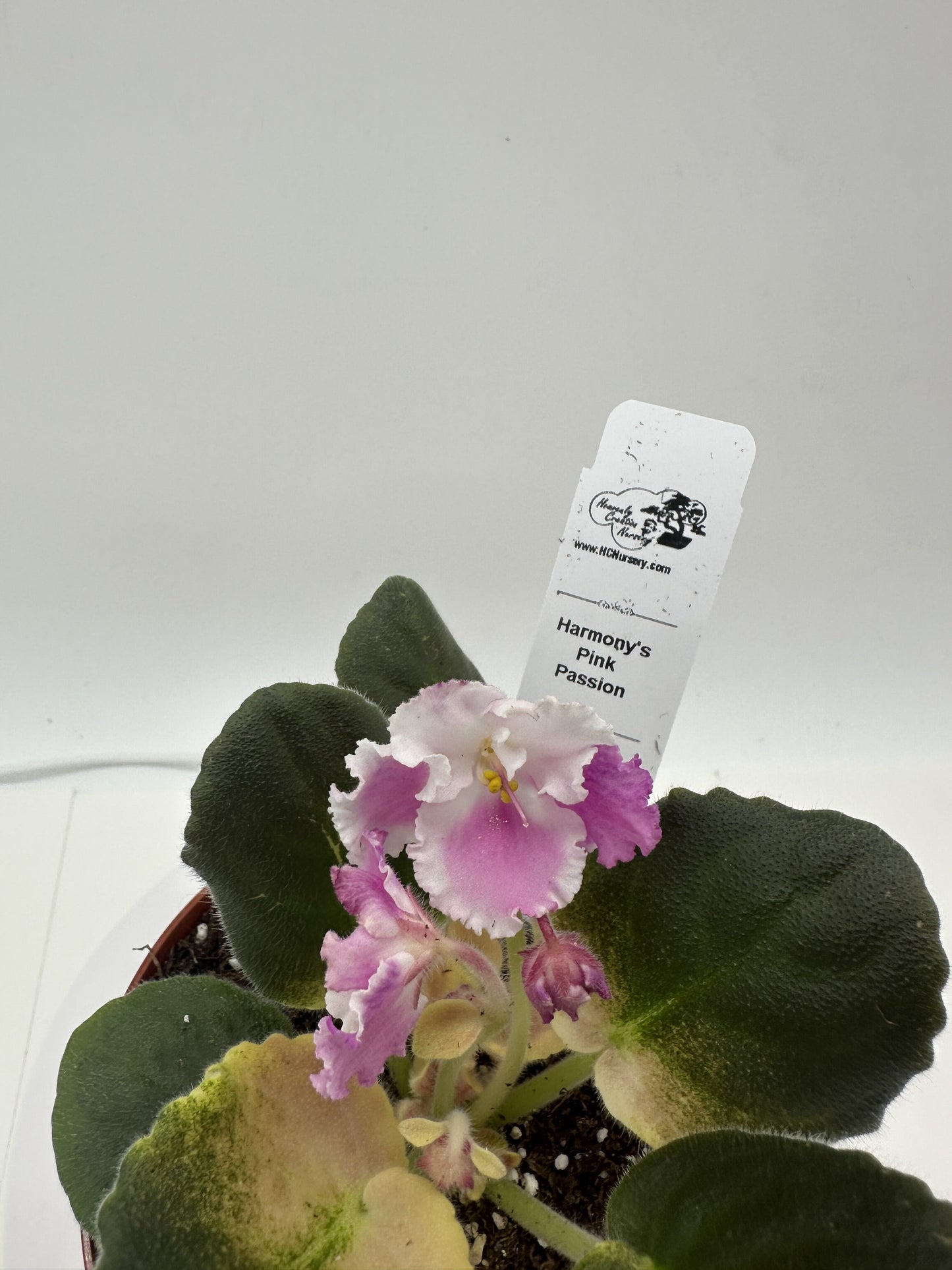 Harmony's Pink Passion - Live African Violet 4"