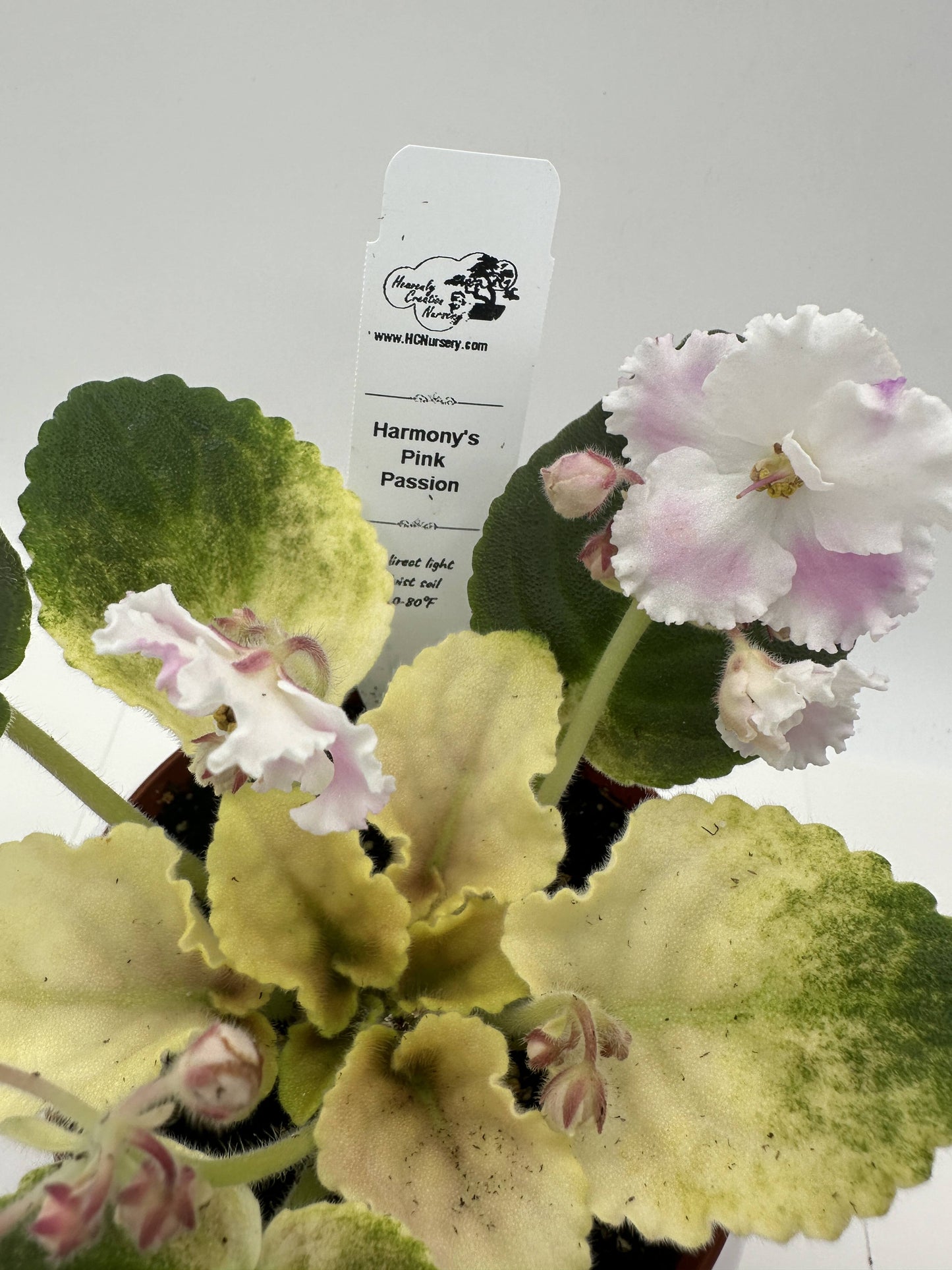 Harmony's Pink Passion - Live African Violet 4"