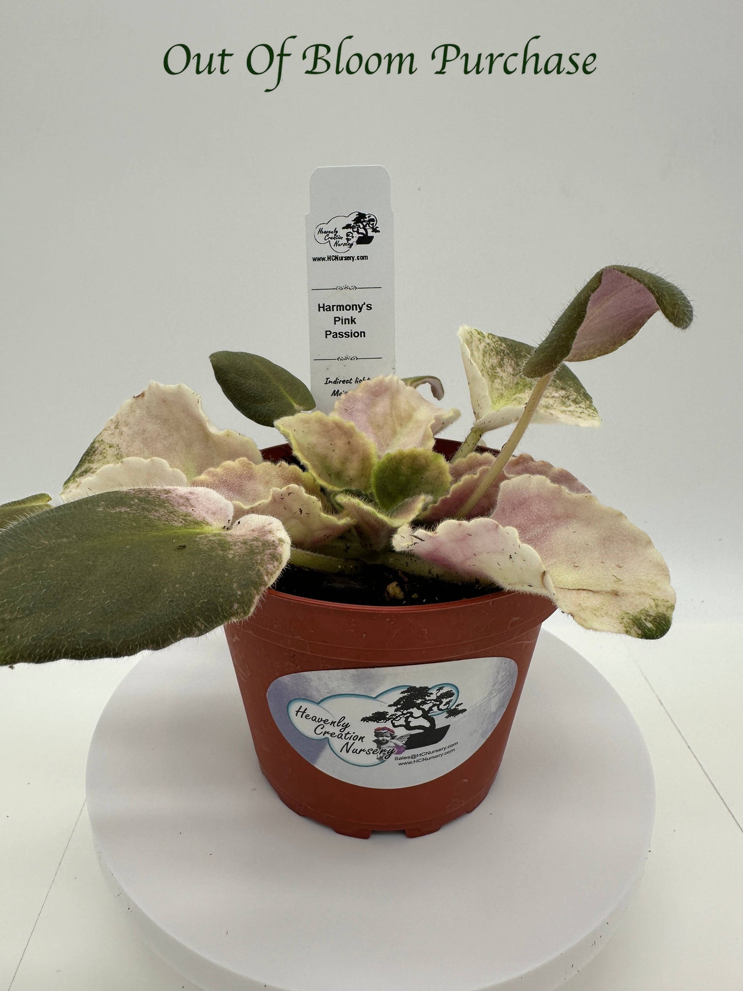 Harmony's Pink Passion - Live African Violet 4"