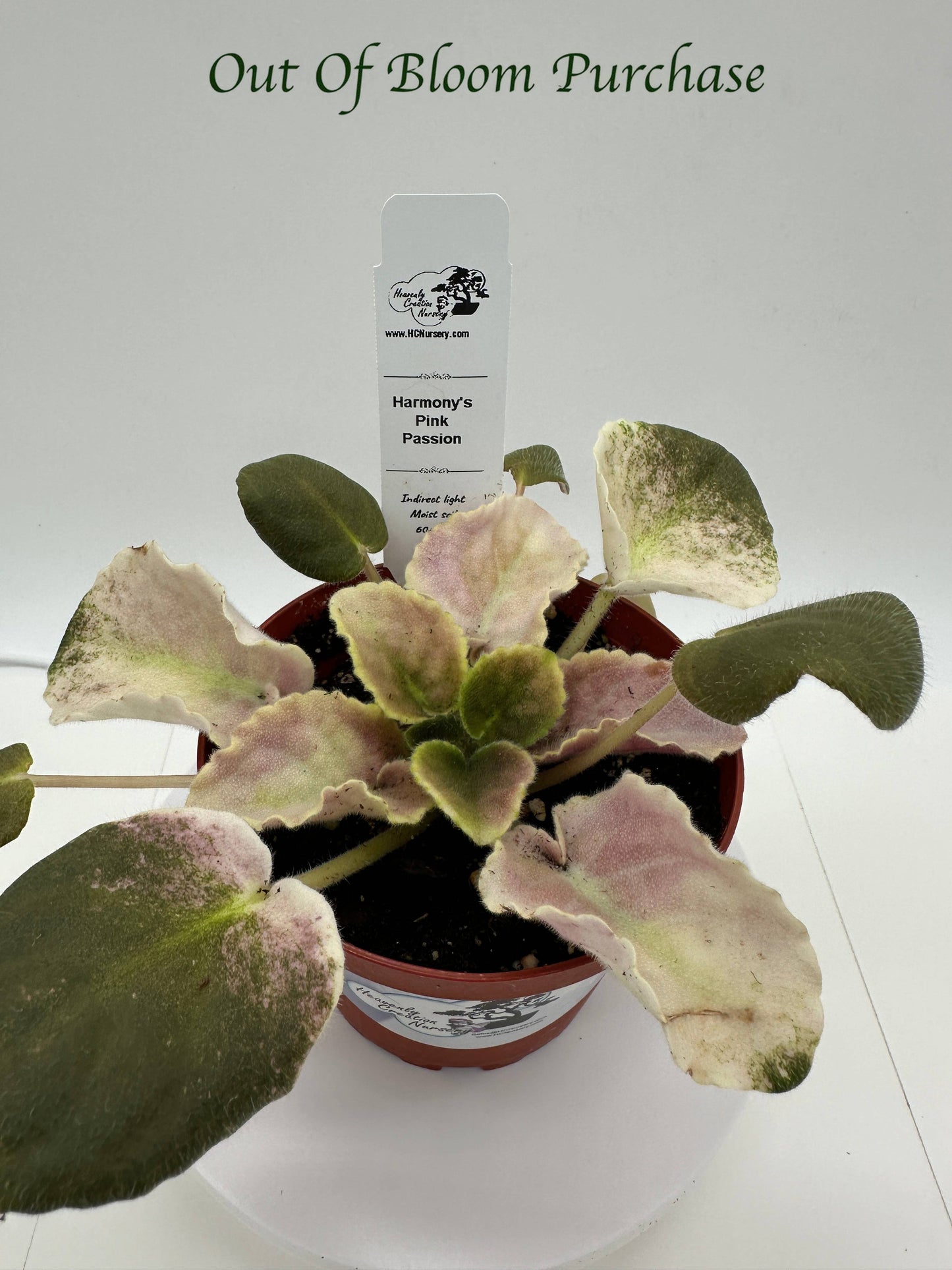 Harmony's Pink Passion - Live African Violet 4"