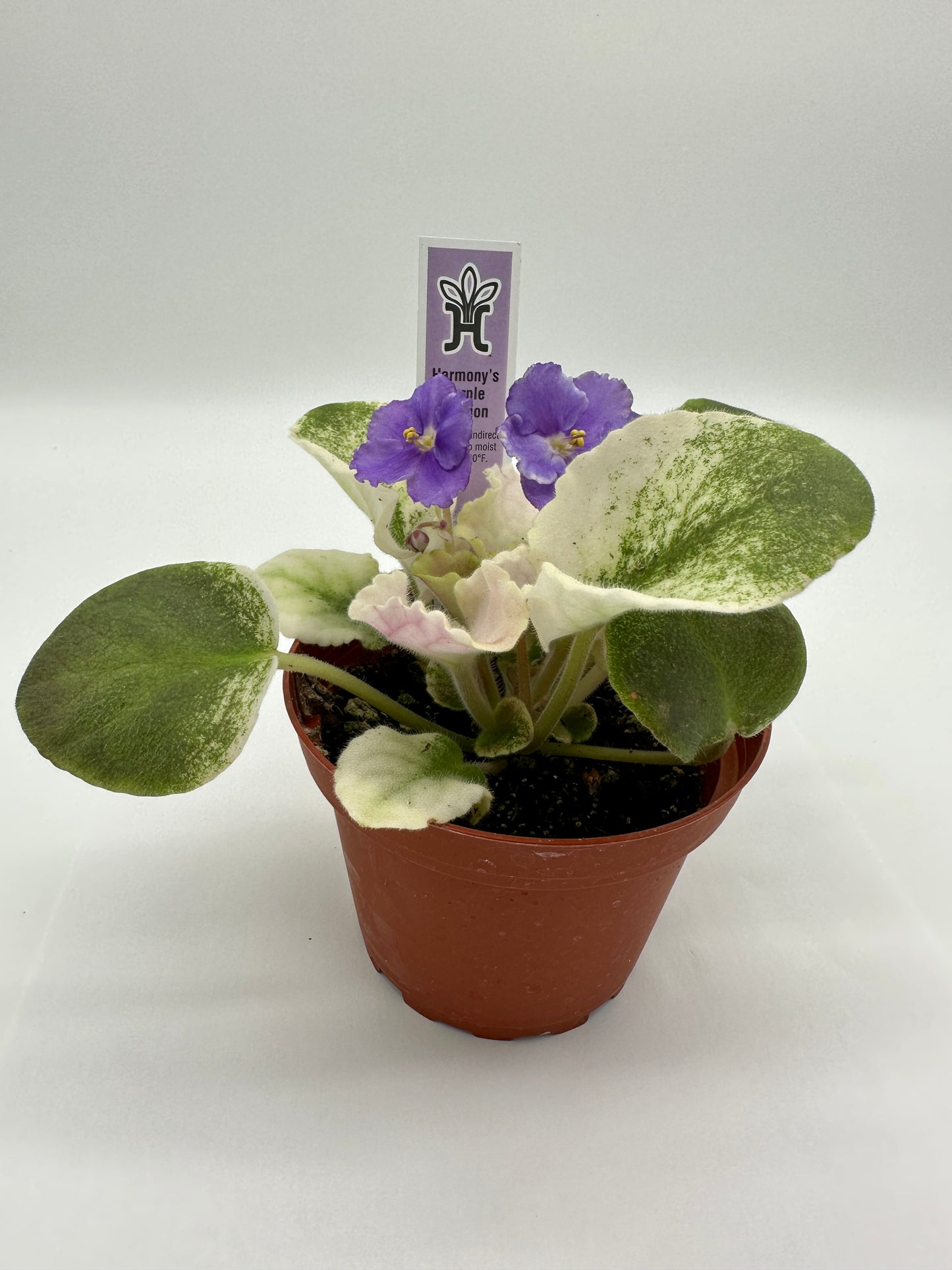 Harmony's Purple Passion - Live African Violet 4"