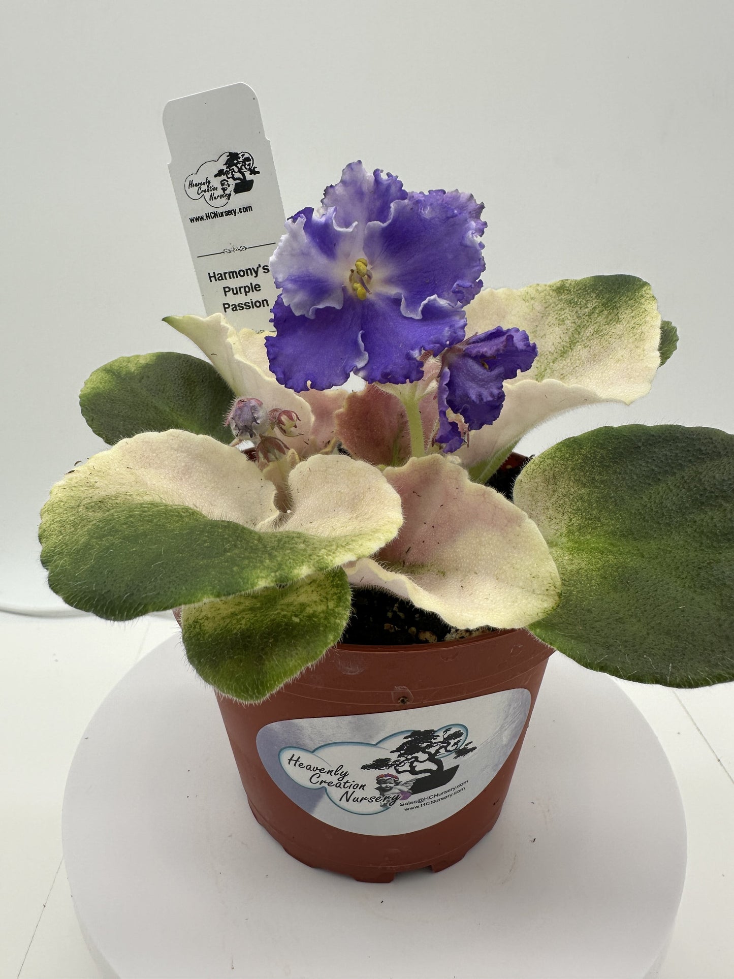 Harmony's Purple Passion - Live African Violet 4"