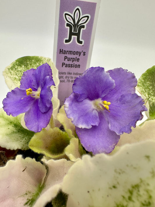 Harmony's Purple Passion - Live African Violet 4"