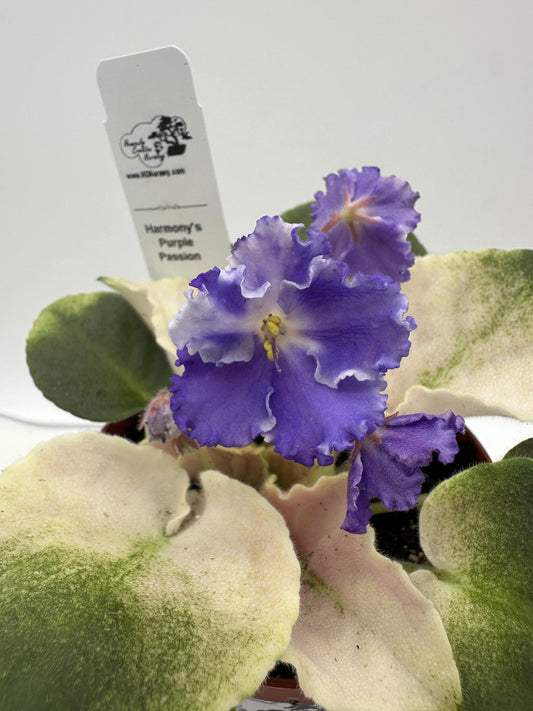 Harmony's Purple Passion - Live African Violet 4"