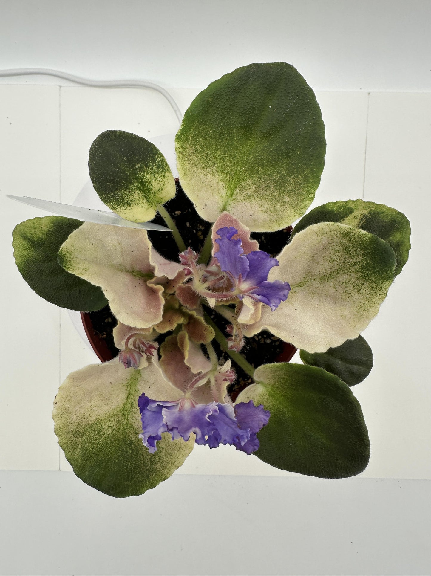 Harmony's Purple Passion - Live African Violet 4"