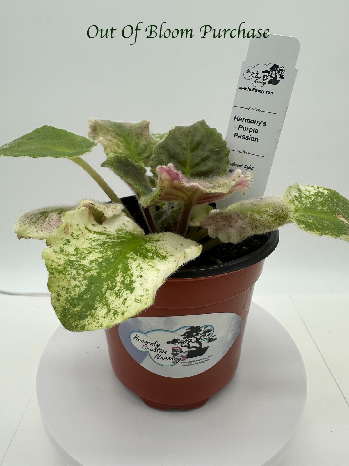 Harmony's Purple Passion - Live African Violet 4"