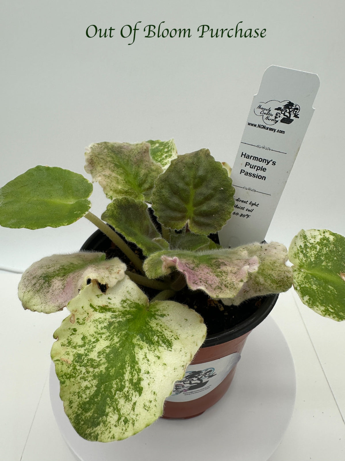 Harmony's Purple Passion - Live African Violet 4"