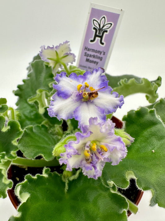 Harmony's Sparkling Money / Purple Hybrid - Live African Violet 4"