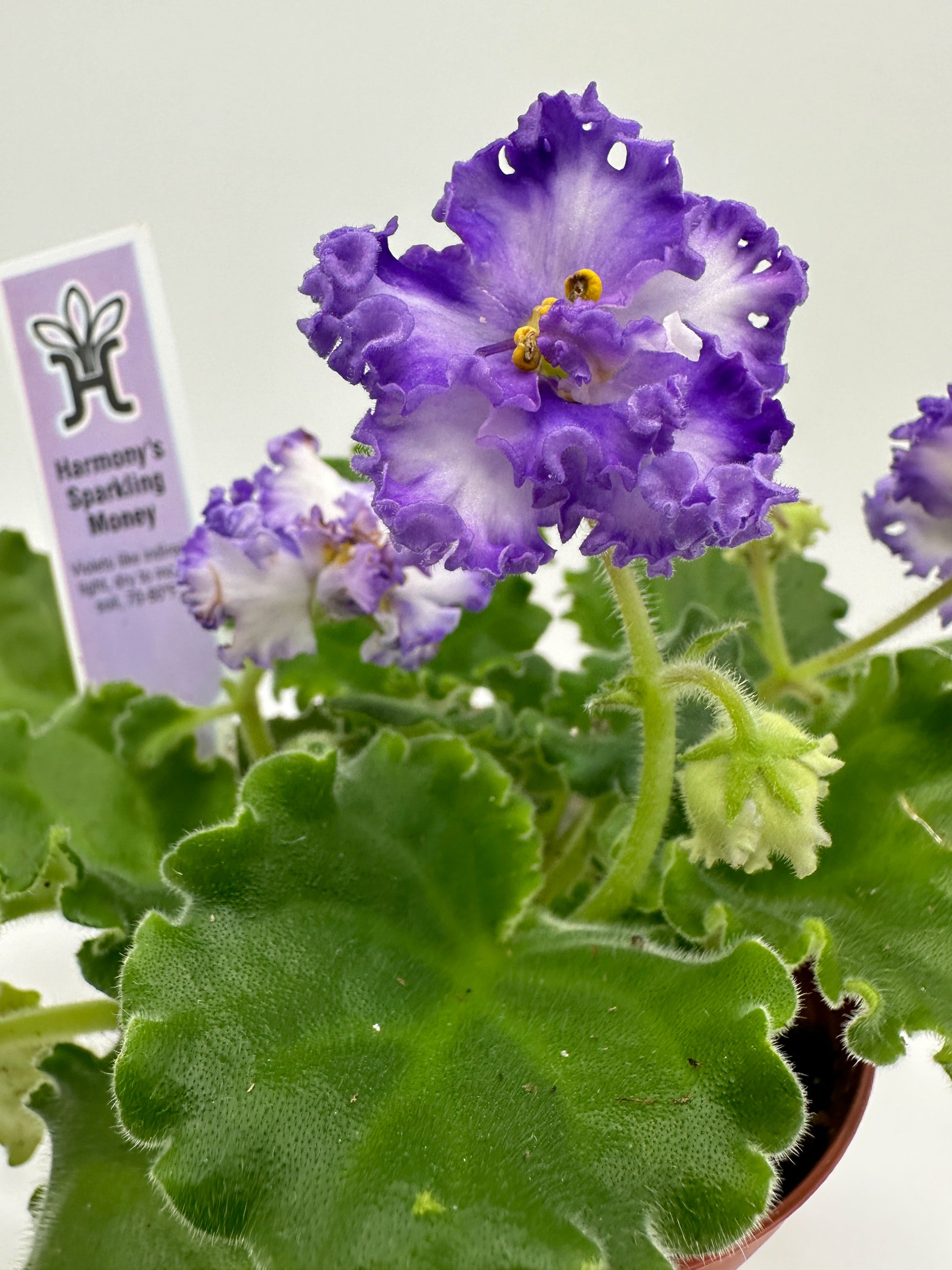 violet money plant Harmony's Sparkling Money / Purple Hybrid