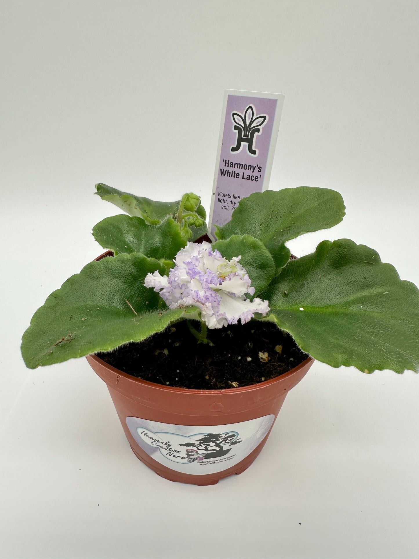 Harmony's White Lace - Live African Violet 4"