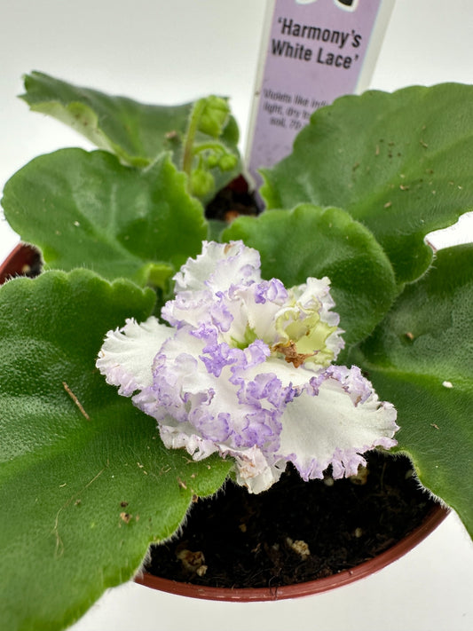 Harmony's White Lace - Live African Violet 4"