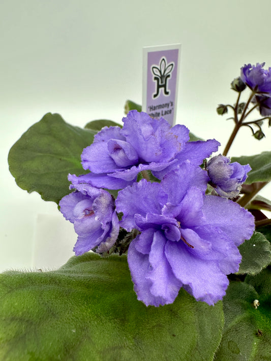 Harmony's White Lace / Blue Frills Hybrid - Live African Violet 4"