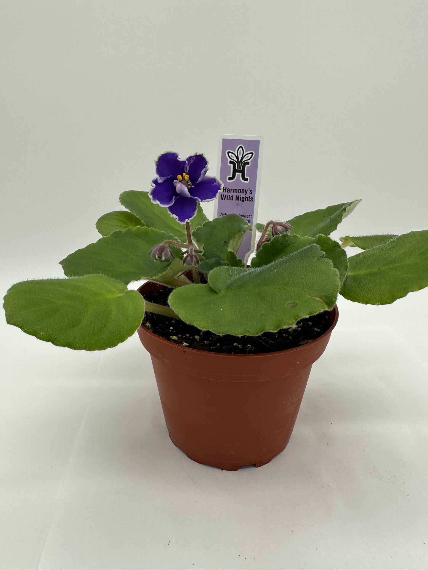 Harmony's Wild Nights - Live African Violet 4"