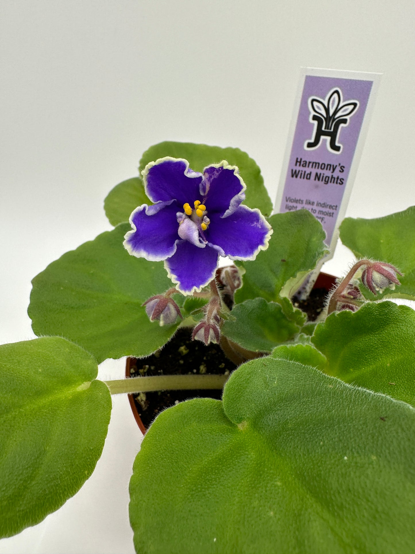 Harmony's Wild Nights - Live African Violet 4"