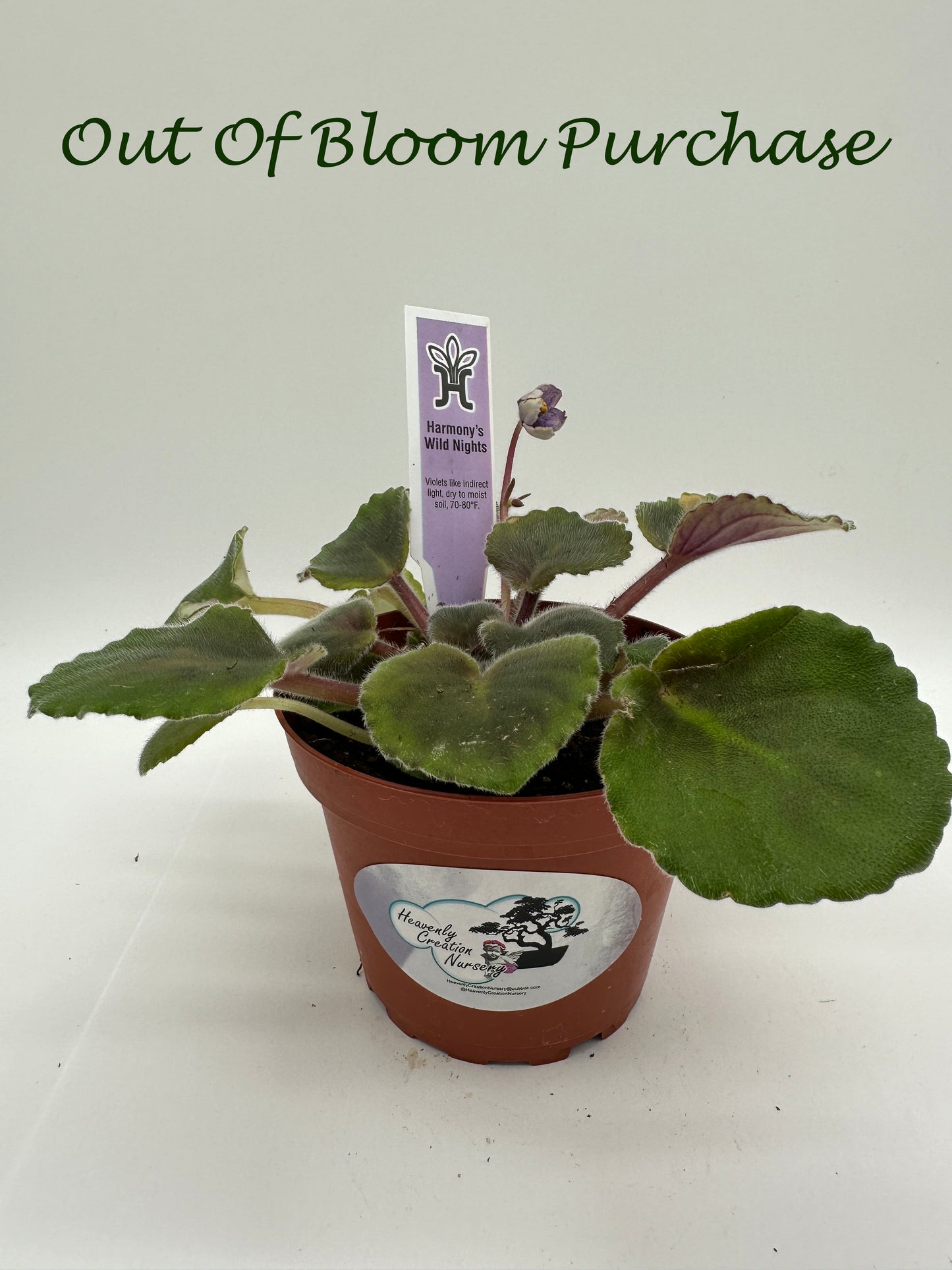 Harmony's Wild Nights - Live African Violet 4"