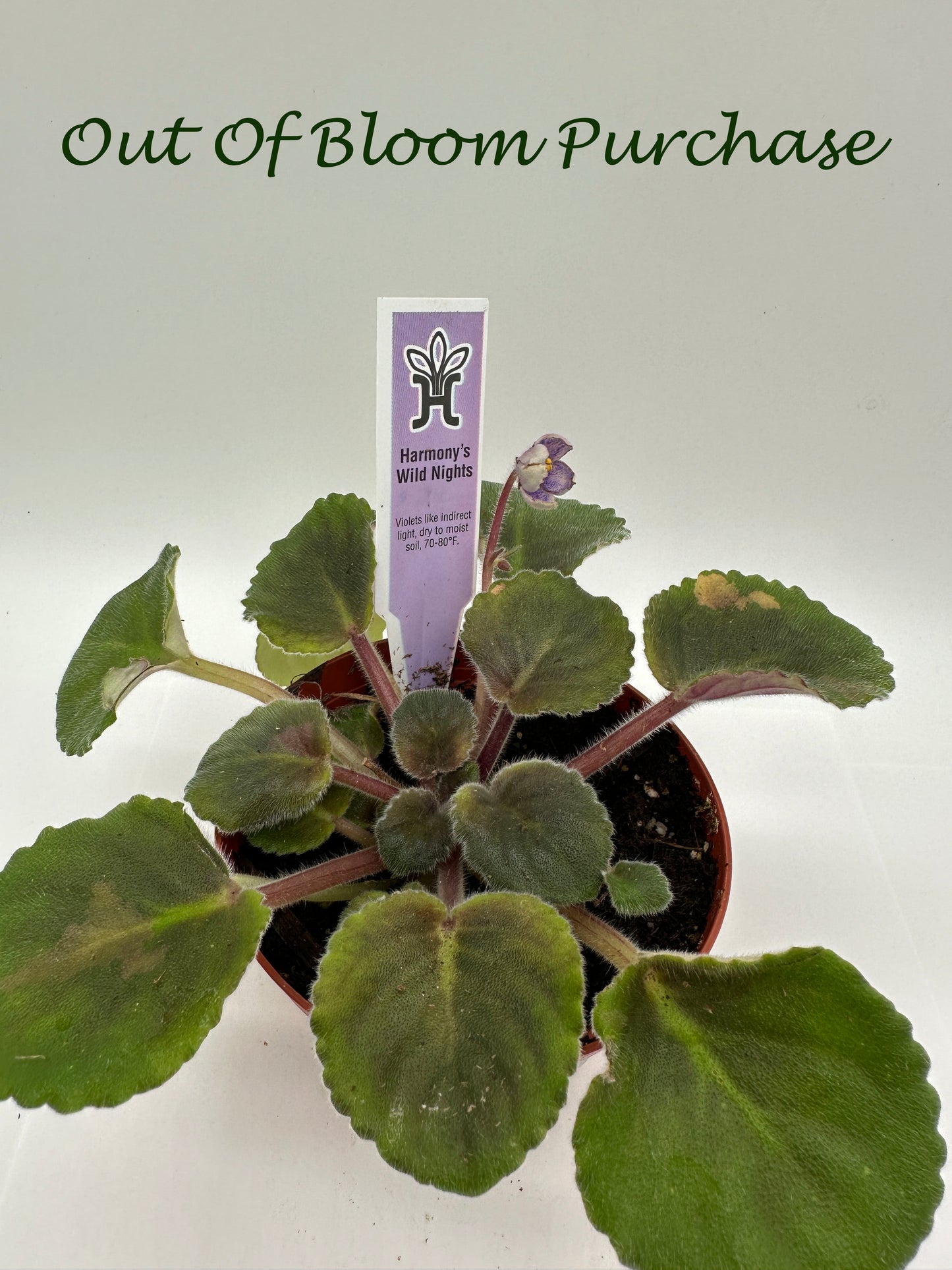 Harmony's Wild Nights - Live African Violet 4"