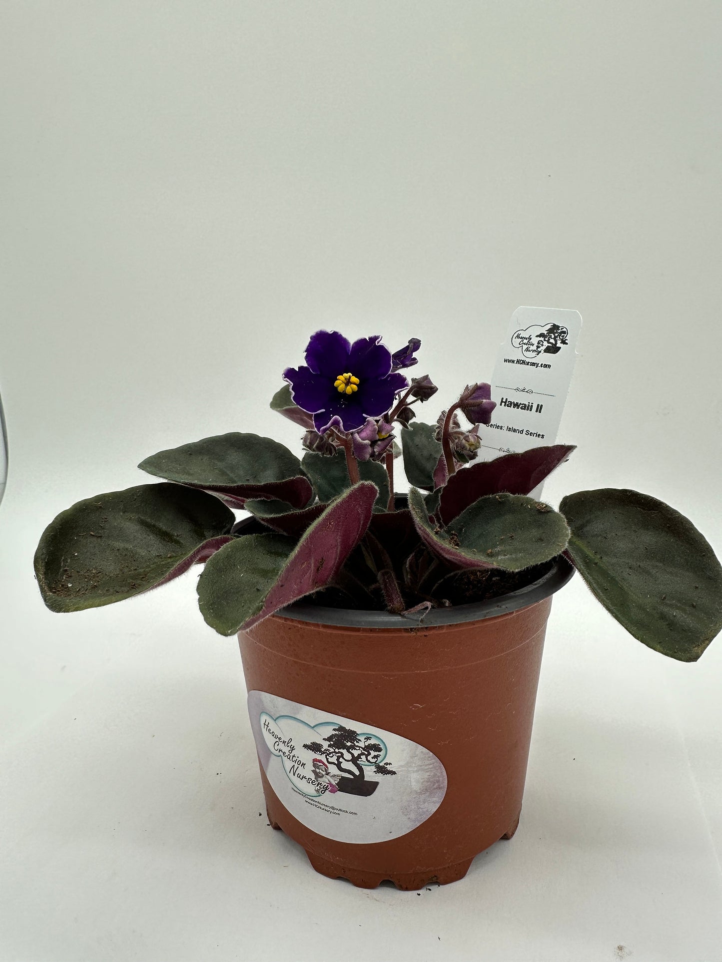 Hawaii II - Live African Violet 4" - Series: Island Series