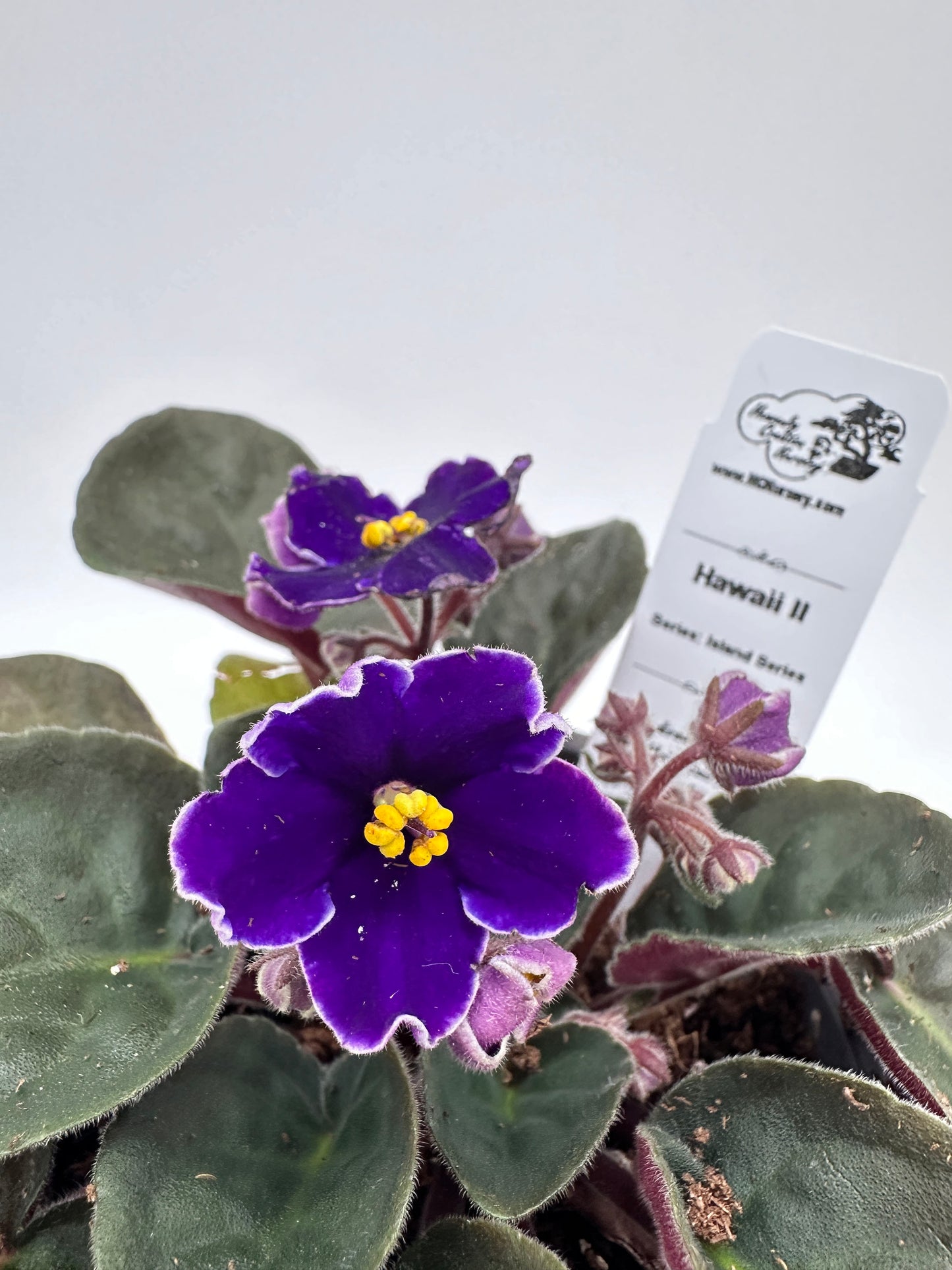 Hawaii II - Live African Violet 4" - Series: Island Series