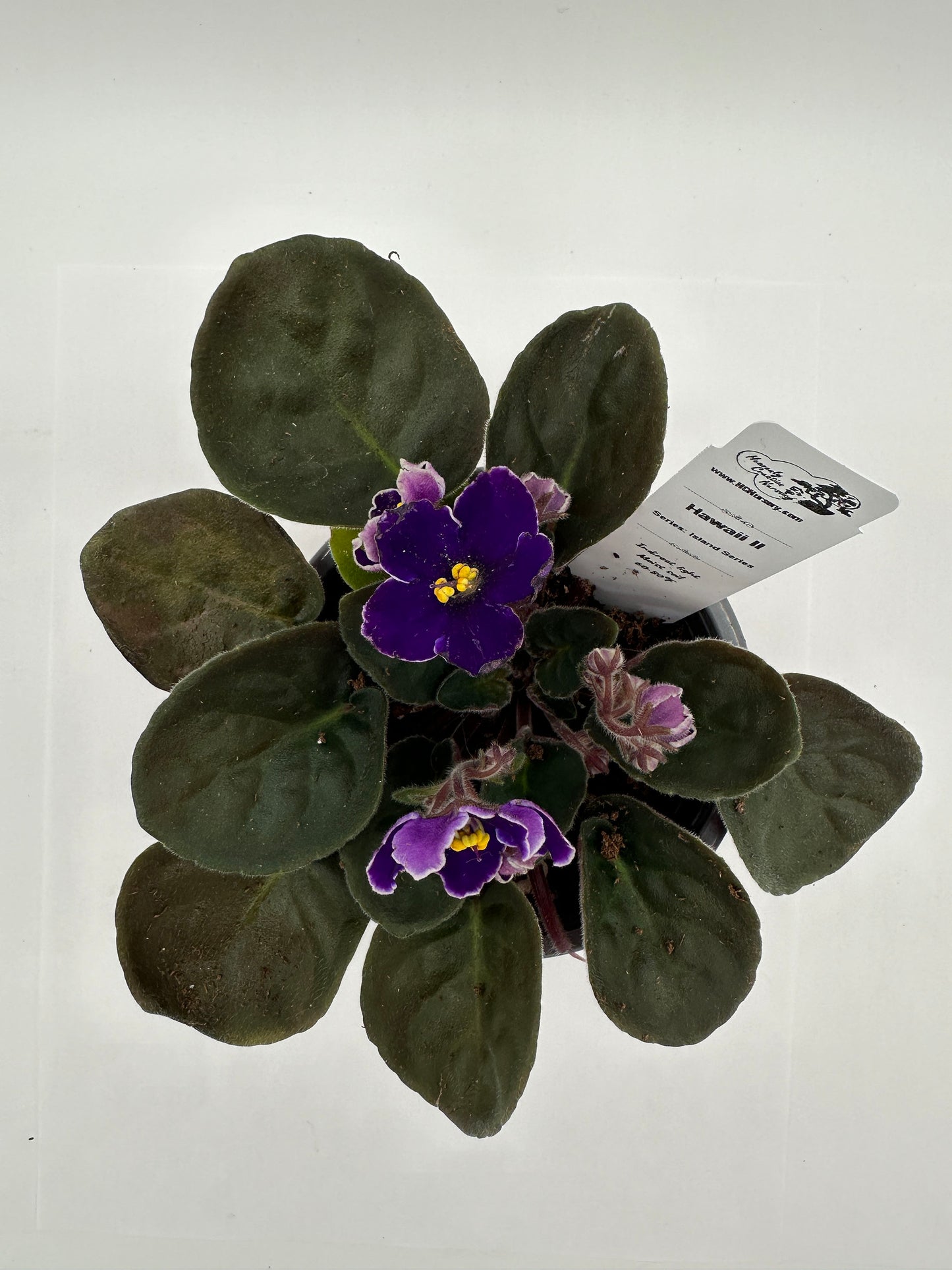 Hawaii II - Live African Violet 4" - Series: Island Series