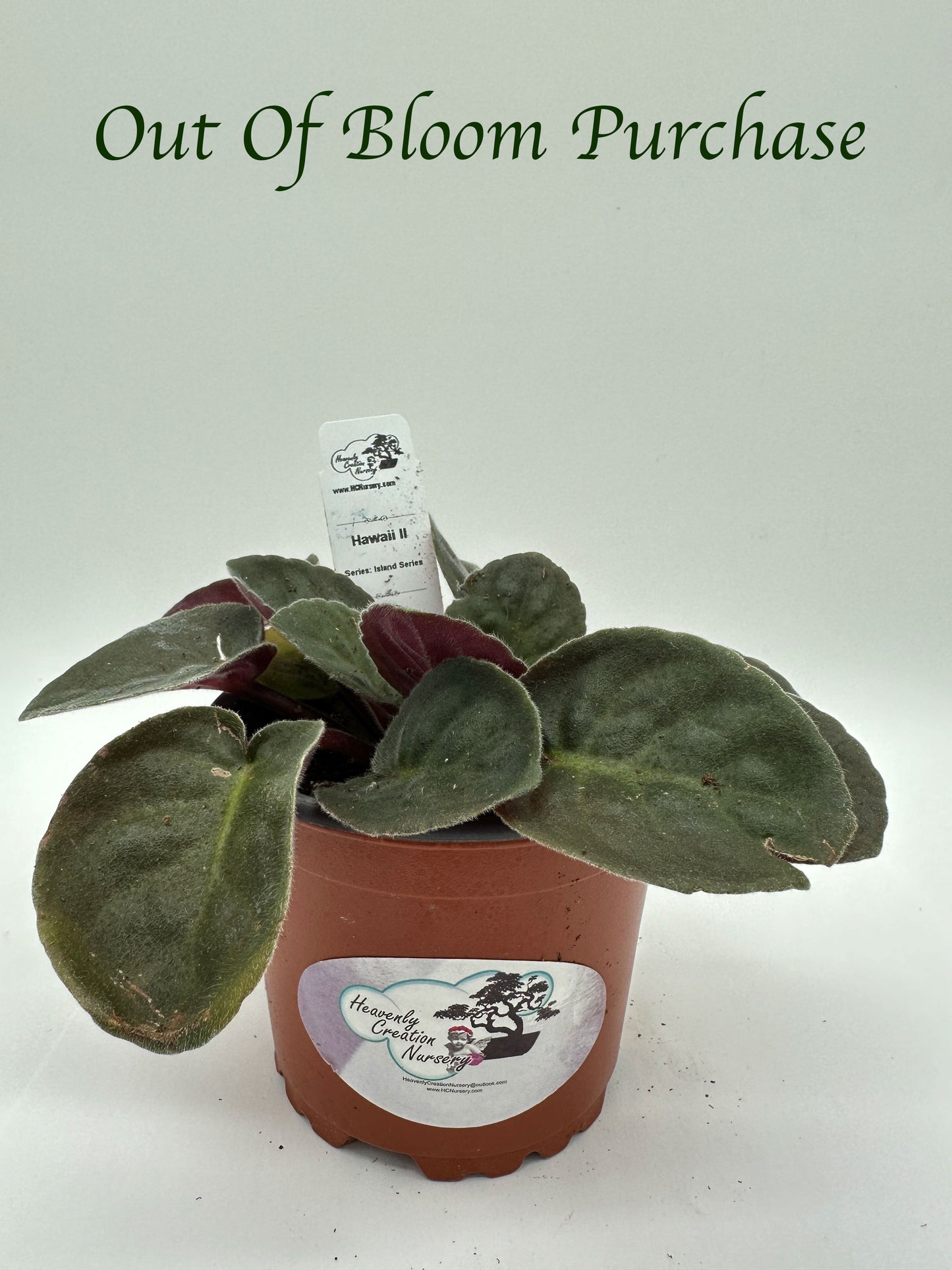 Hawaii II - Live African Violet 4" - Series: Island Series