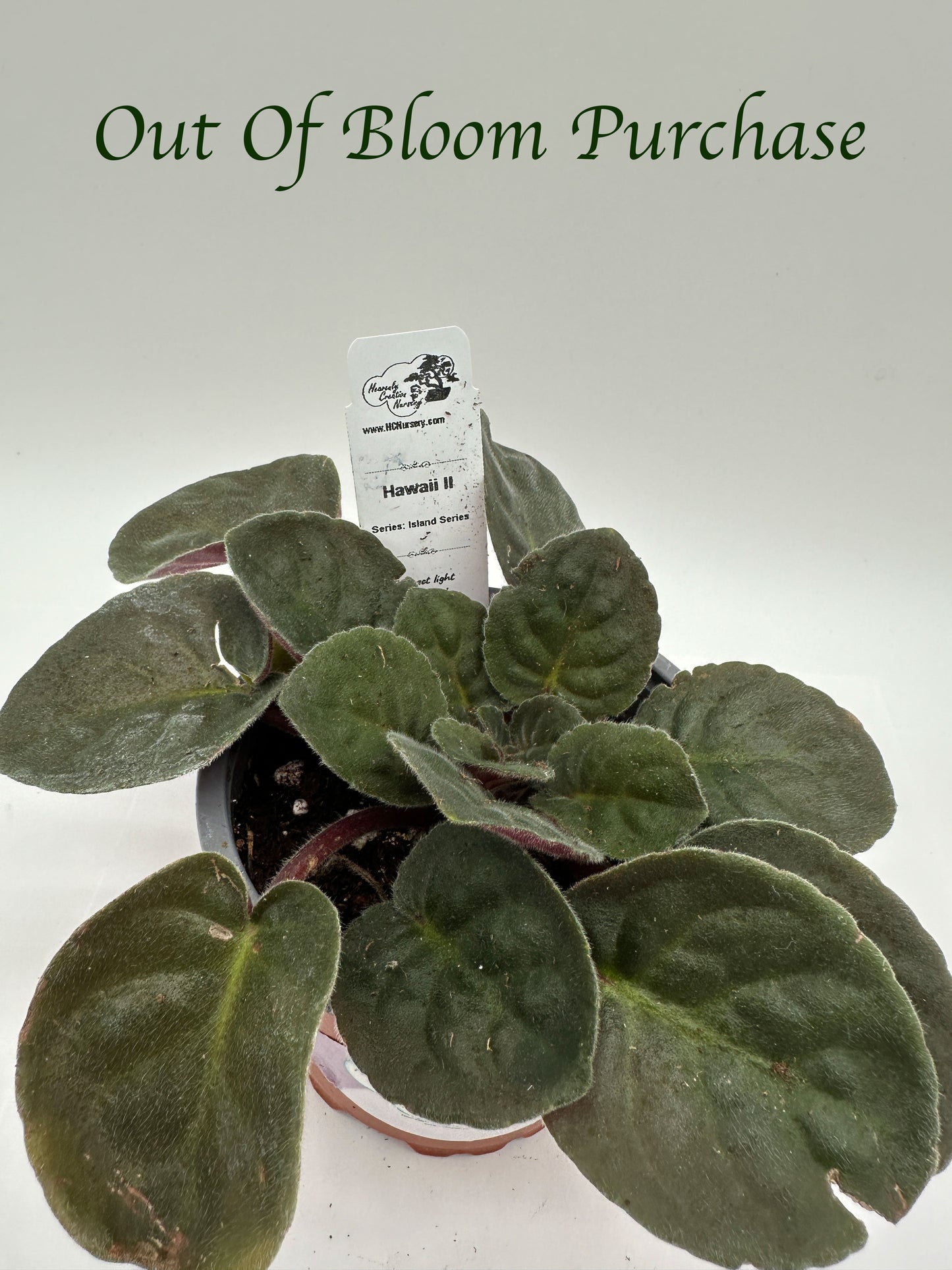 Hawaii II - Live African Violet 4" - Series: Island Series