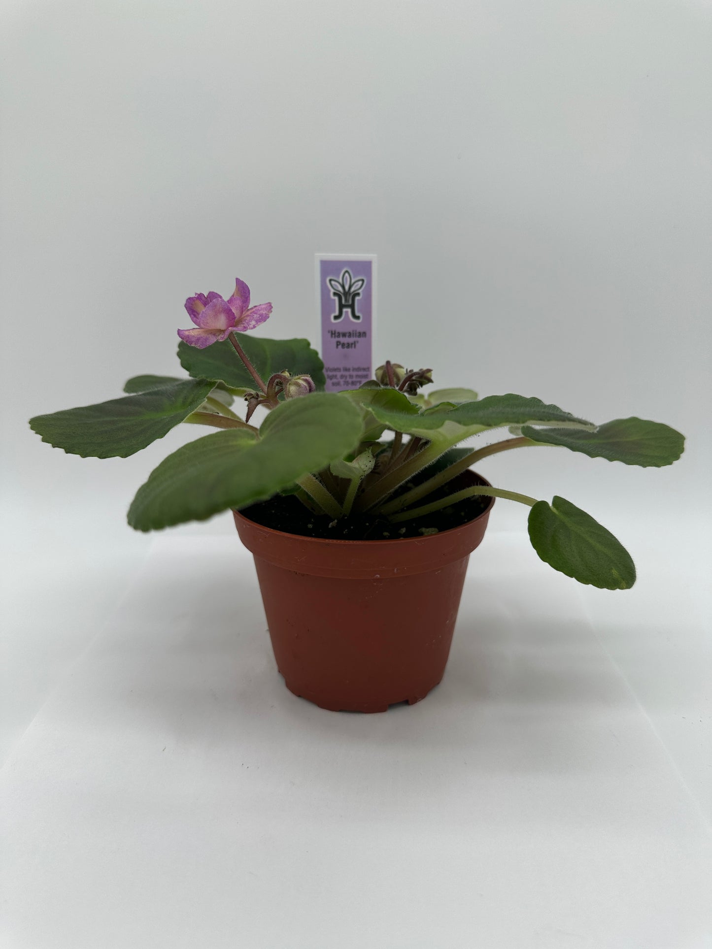 Hawaiian Pearl - Live African Violet 4"