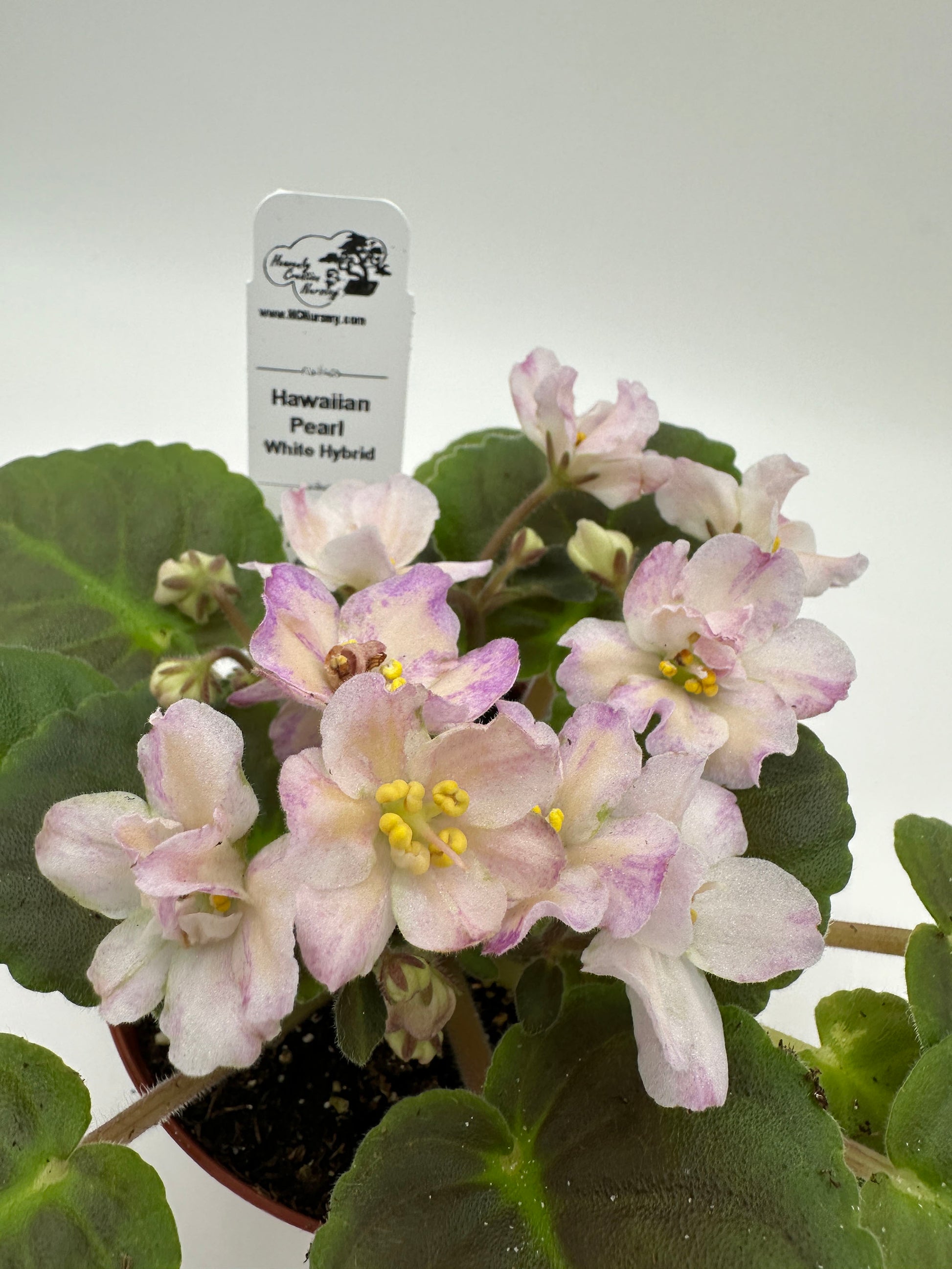 lunar lily white african violet Hawaiian Pearl - White Hybrid