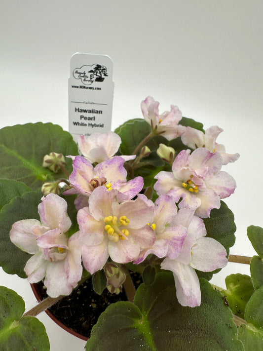 Hawaiian Pearl - White Hybrid - Live African Violet 4"