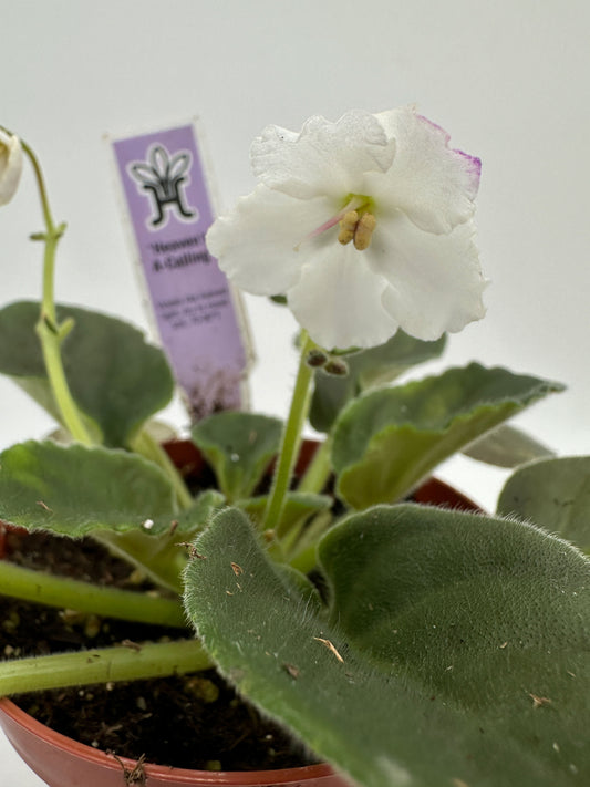 Heaven's A-Calling - White Hybrid - Live African Violet 4"