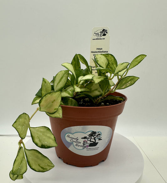 Heuschkeliana Variegated - Live Hoya 4"