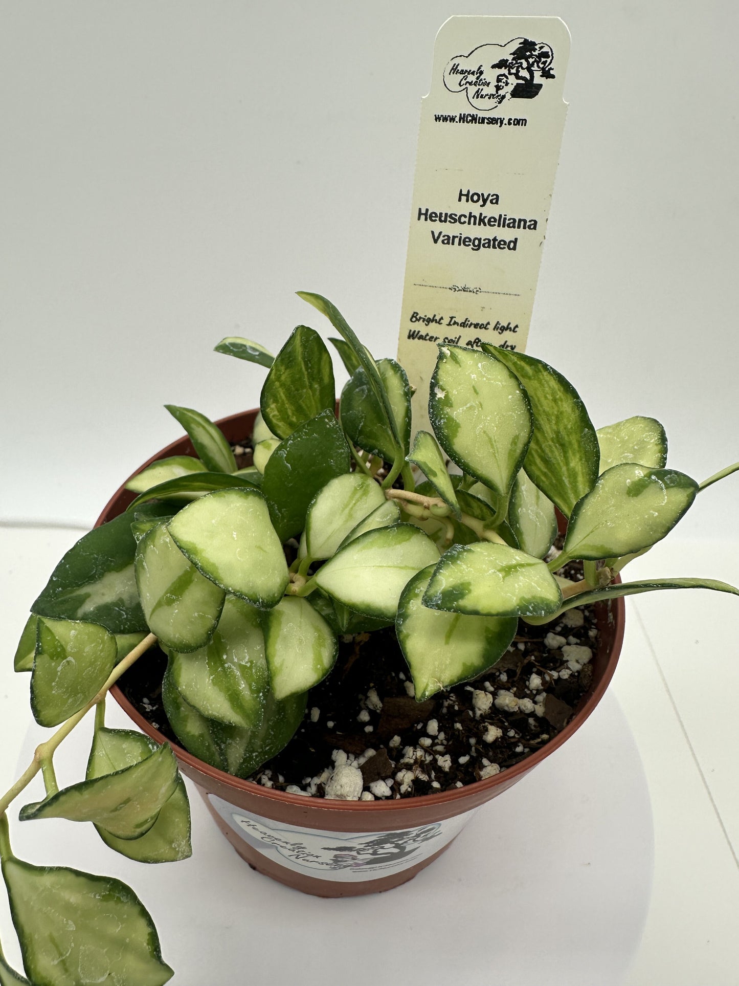 Heuschkeliana Variegated - Live Hoya 4"