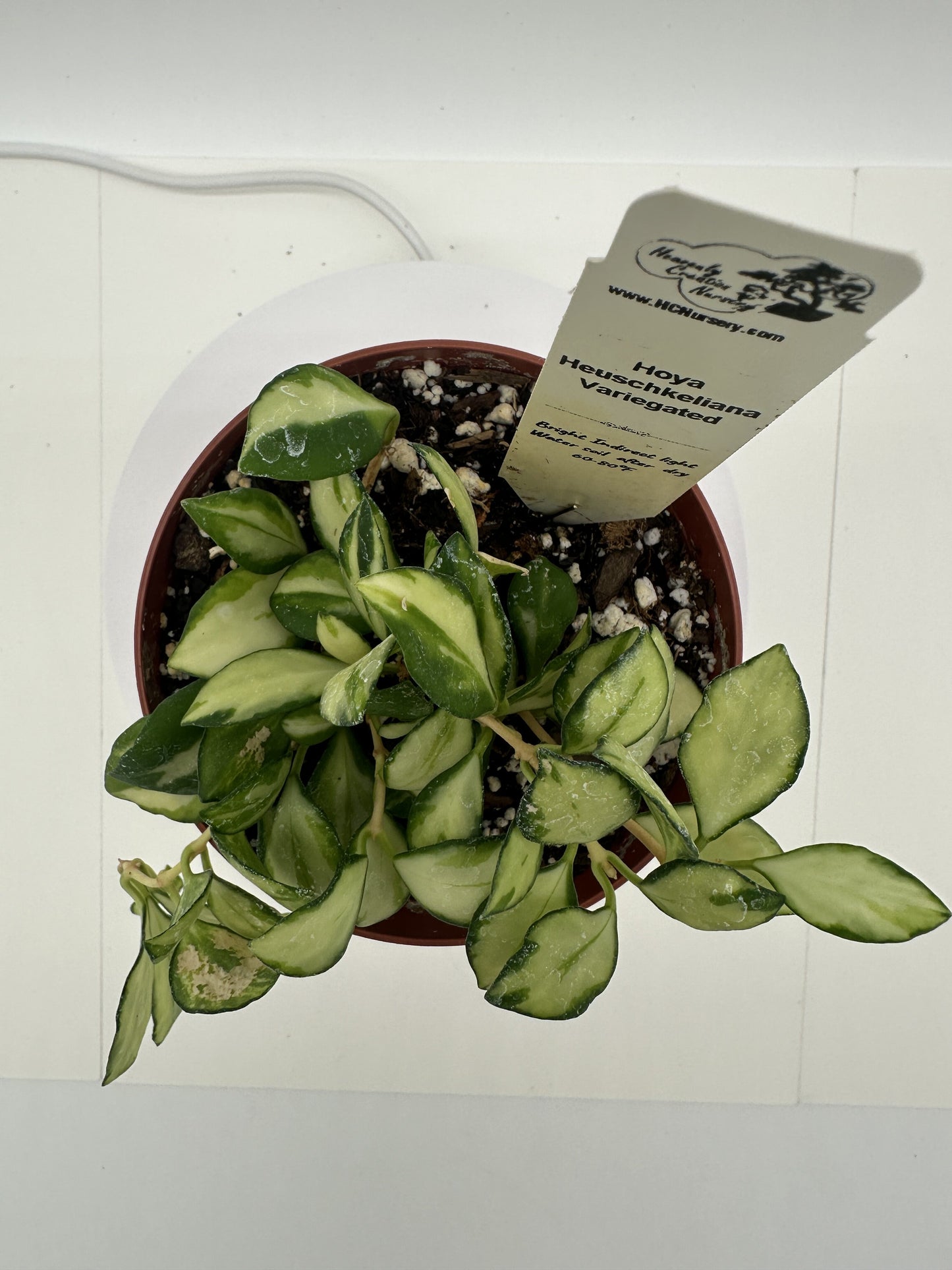 Heuschkeliana Variegated - Live Hoya 4"