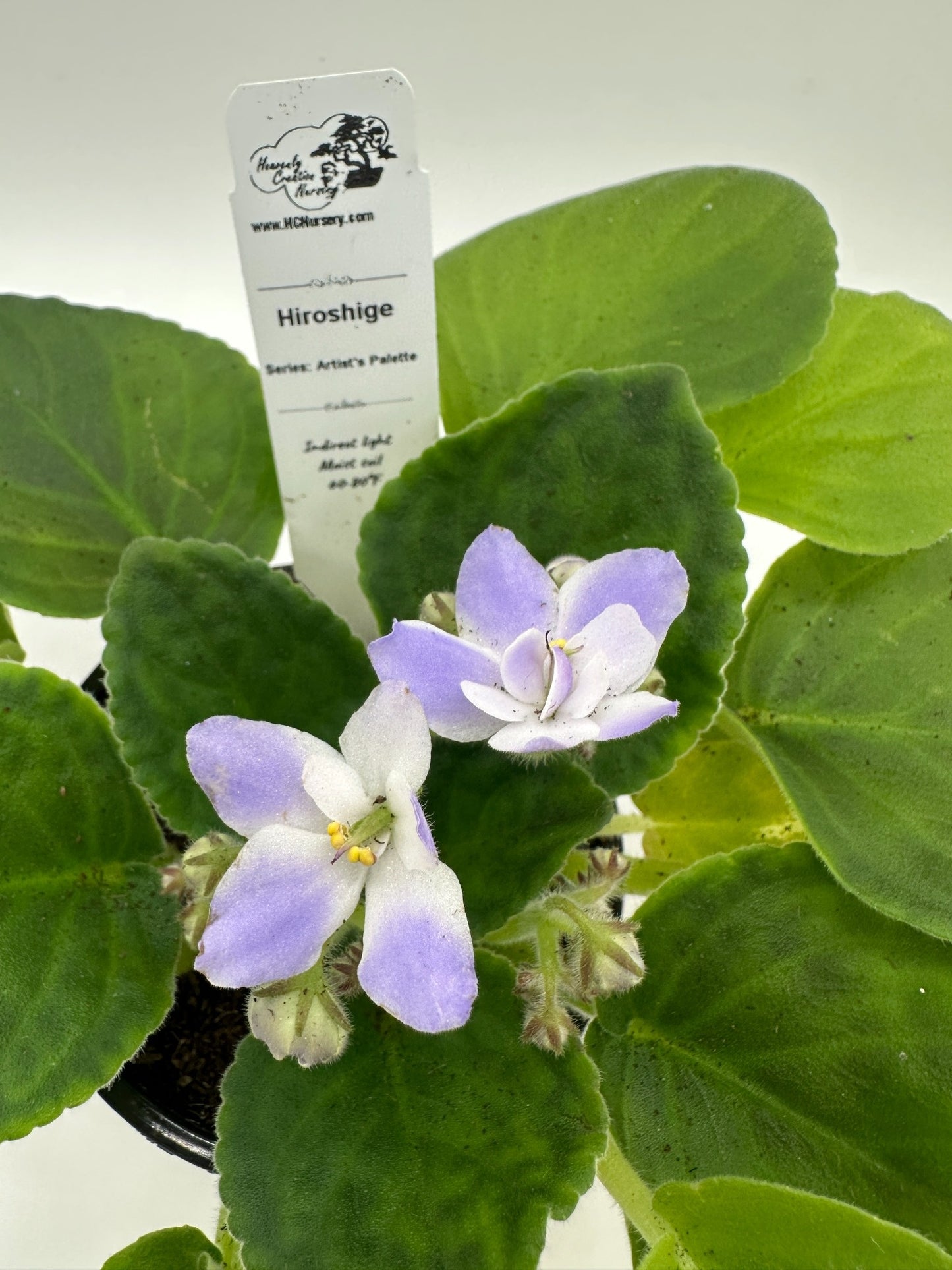 Hiroshige - Live African Violet 4" - Series: Artist's Palette