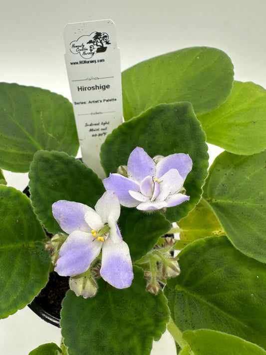 Hiroshige - Live African Violet 4" - Series: Artist's Palette