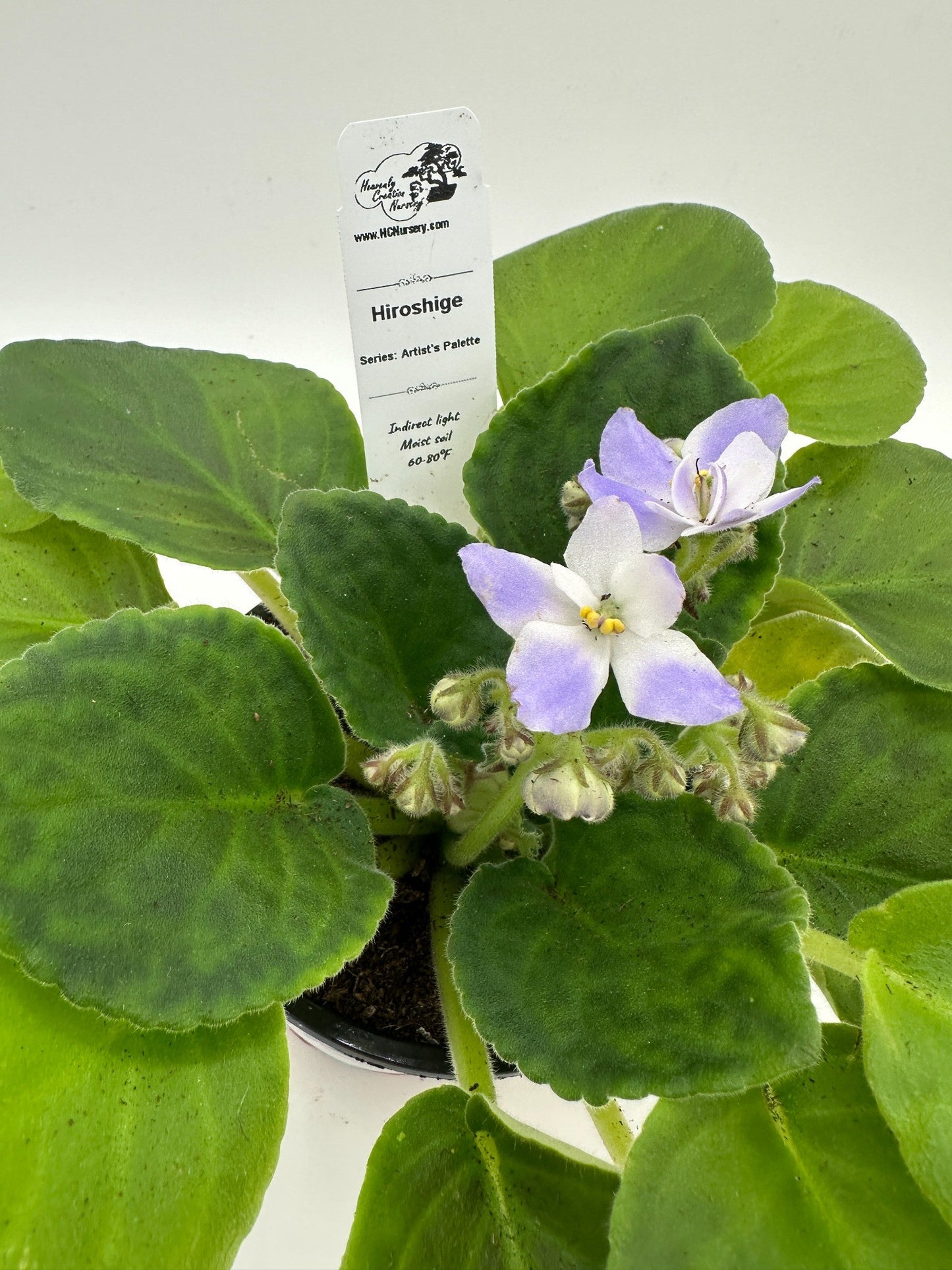 Hiroshige - Live African Violet 4" - Series: Artist's Palette