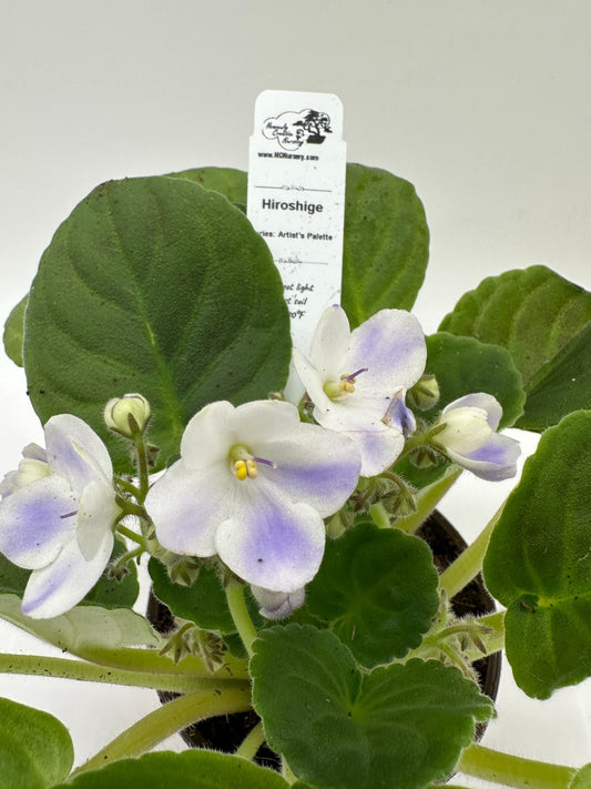 Hiroshige - Live African Violet 4" - Series: Artist's Palette
