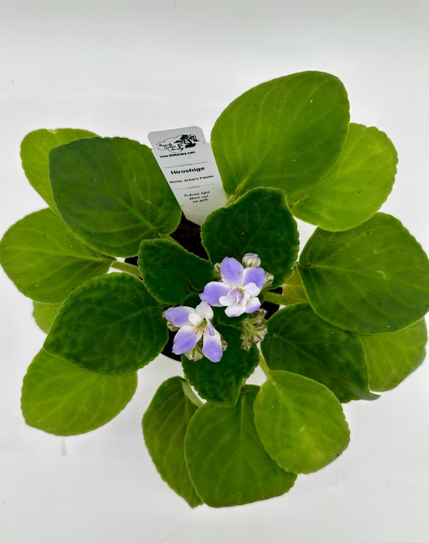 Hiroshige - Live African Violet 4" - Series: Artist's Palette