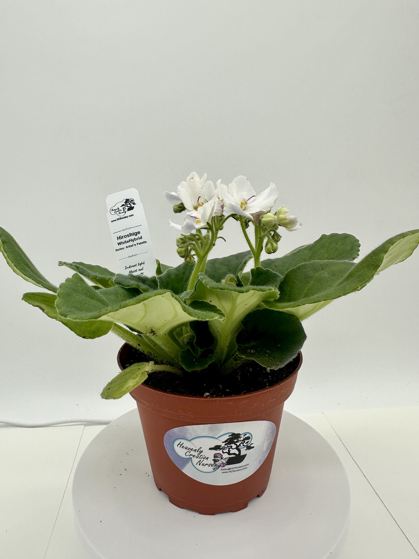 Hiroshige - White Hybrid - Live African Violet 4" - Series: Artist's Palette