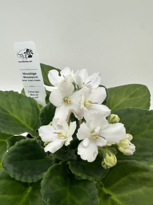 Hiroshige - White Hybrid - Live African Violet 4" - Series: Artist's Palette